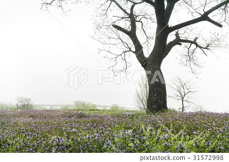 Lamiaceae, Boryeong, Chungnam 31572998