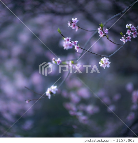 桃花 31573002
