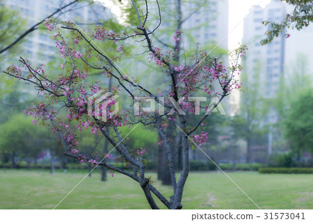 Songpa-gu, Seoul Songpa-gu, Seoul 31573041