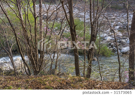 Azalea, Odaesan, Pyeongchang-gun, Gangwon-do 31573065