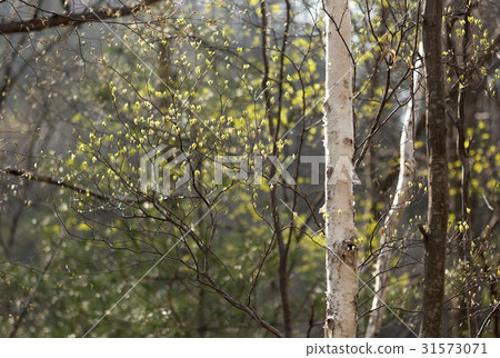 Buds, birch, Odaesan, Pyeongchang-gun, Gangwon-do Buds, birch, Odaesan, Pyeongchang-gun, Gangwon-do 31573071