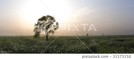 Wooshin-do, Hwaseong-si, Gyeonggi-do 31573158