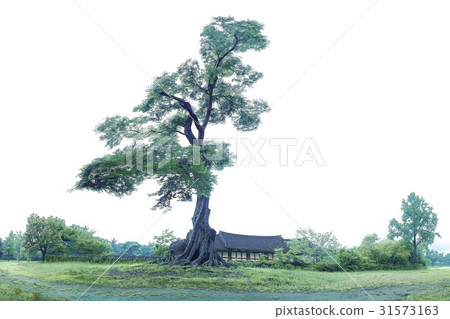 Peugeot trees, Nakan-eupseong (Historic Site No. 302), Suncheon, Jeonnam 31573163