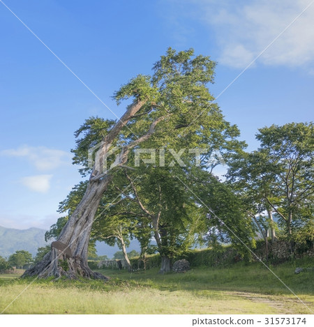 Peugeot trees, Nakan-eupseong (Historic Site No. 302), Suncheon, Jeonnam Peugeot trees, Nakan-eupseong (Historic Site No. 302), Suncheon, Jeonnam 31573174