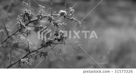 Bellflower, Boryeong-si, Chungnam 31573326