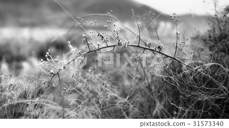 Bellflower, Boryeong-si, Chungnam Bellflower, Boryeong-si, Chungnam 31573340