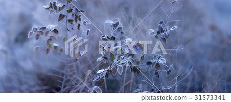 Leaf, Boryeong, Chungnam Leaf, Boryeong, Chungnam 31573341