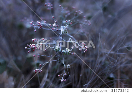 鐘樓,保寧市,忠南 鐘樓,保寧市,忠南 31573342