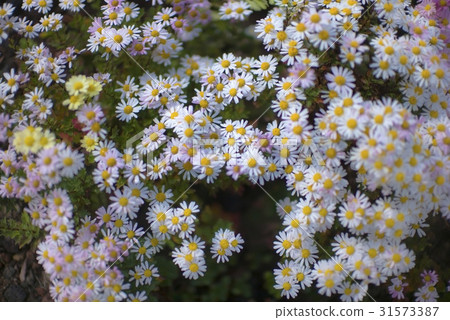 Chrysanthemum Chrysanthemum 31573387