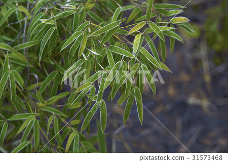 Frost, bamboo 31573468
