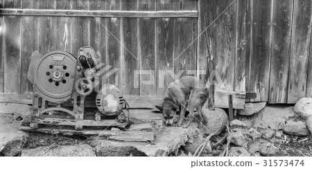 狗,光州,京畿道 狗,光州,京畿道 31573474