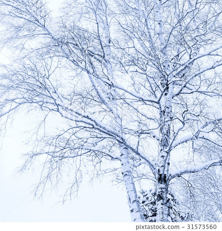 Birch, Pyeongchang-gun, Gangwon-do 31573560