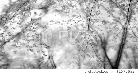 槭樹，槐山郡，忠北 31573652