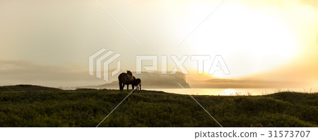 Horses, Seongsan Ilchulbong, Guangdong Coast, Seongsan-eup, Seogwipo-si, Jeju-do 31573707