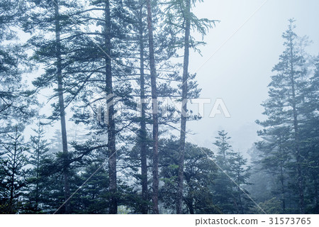 Fir, Ming Dragon Snowy Mountain, Yunnan Province, China Fir, Ming Dragon Snowy Mountain, Yunnan Province, China 31573765