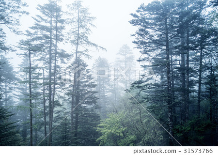 Fir, Ming Dragon Snowy Mountain, Yunnan Province, China Fir, Ming Dragon Snowy Mountain, Yunnan Province, China 31573766