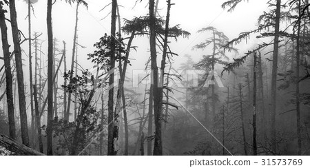 Fir, Jade Dragon Snow Mountain, Zodiac, Yunnan, China 31573769