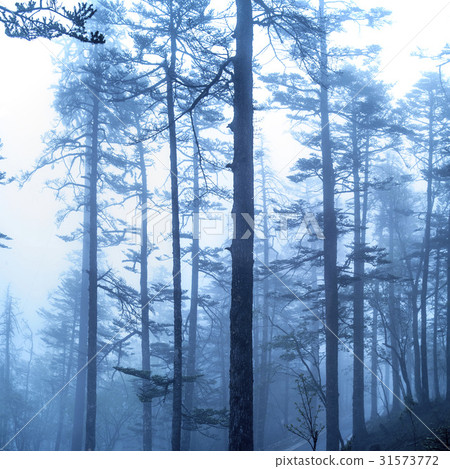 Fir, Jade Dragon Snow Mountain, Zodiac, Yunnan, China Fir, Jade Dragon Snow Mountain, Zodiac, Yunnan, China 31573772