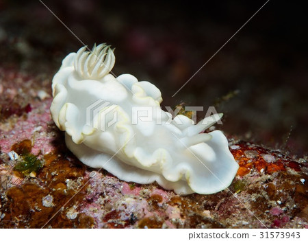 Shirotae Ileomi 31573943