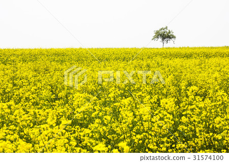 Rapeseed field, Gakwon farm, Gochang-gun, Jeonbuk 31574100