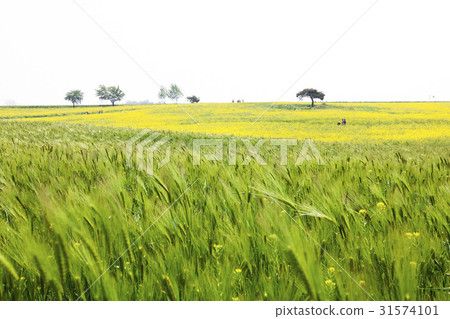 Barley field, rapeseed field, academy farm, Gochang-gun, Jeonbuk 31574101