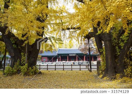 Ginkgo, Sungkyunkwan Myeongryangdang (Treasure No. 141), Seoul Munmyong, Sungkyunkwan (Private 143), Jongno-gu, Seoul 31574129