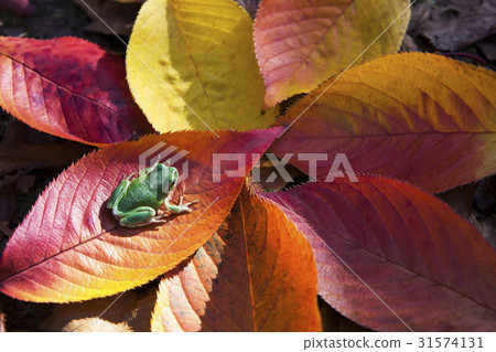 Tree frog, fallen leaves 31574131