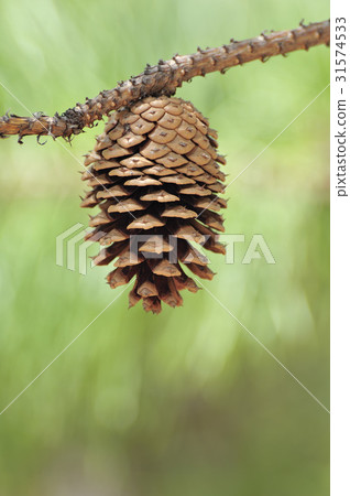 pine cone pine cone 31574533