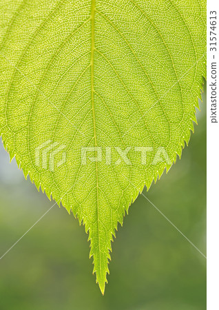 leaf leaf 31574613