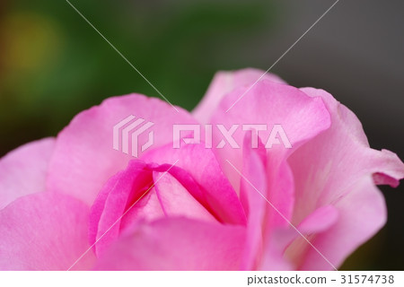 桃紅色玫瑰花瓣特寫鏡頭綠棕色背景b 31574738
