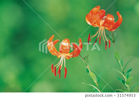 虎百合 31574953