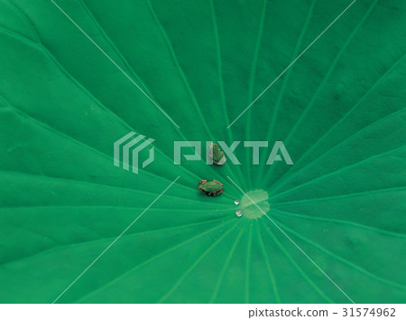 tree frog 31574962