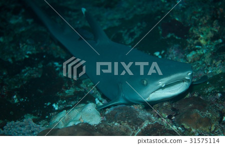 Nemuribuka Nemuribuka 31575114