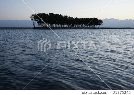 Pine, Solsum, Wolcheonri, Samcheok, Gangwon-do 31575243