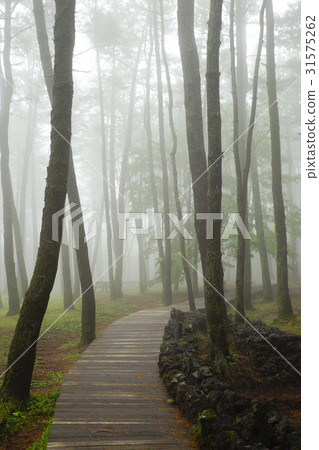 Cedar, Jumun Natural Recreation Forest, Jeju City, Jeju Island Cedar, Jumun Natural Recreation Forest, Jeju City, Jeju Island 31575262