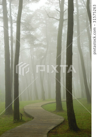 Cedar, Jumun Natural Recreation Forest, Jeju City, Jeju Island 31575263
