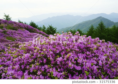 Azalea, Barabong, Jiri Mountain, Namwon City, Jeonbuk Province 31575336