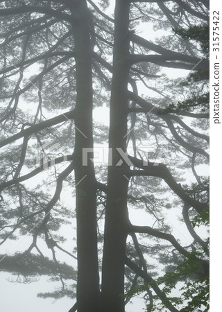 中國安徽省黃山市 中國安徽省黃山市 31575422