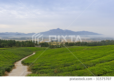 Korea Jedah, green tea field, Yeongam-gun, Jeonnam Korea Jedah, green tea field, Yeongam-gun, Jeonnam 31575707