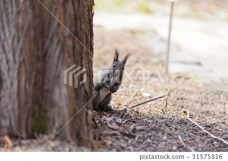 首爾東大門區紅松植物園 31575816