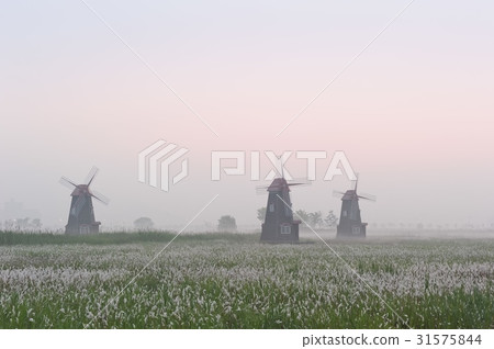 Sora Wetland Ecological Park, Namdong-gu, Incheon 31575844