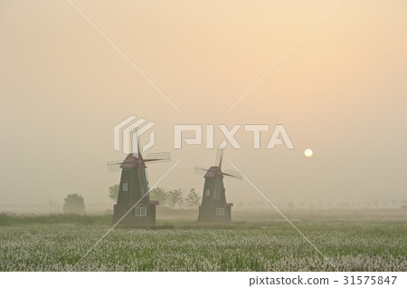 仁川南洞區索拉濕地生態公園 31575847