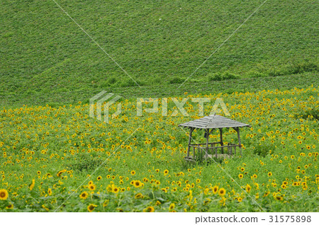 Sunflower, hut, gakwon farm, Gochang-gun, Jeonbuk 31575898