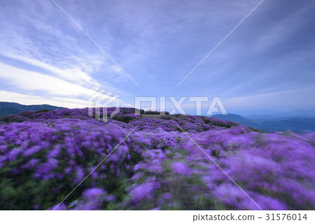杜鵑花，Hwangmae山，Hapcheon，慶南 31576014