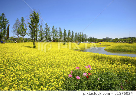油菜田，順天灣，順天，全南 31576024