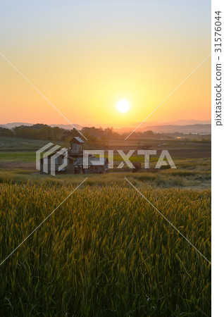 Rye field, Anseong ranch, Anseong-si, Gyeonggi-do 31576044
