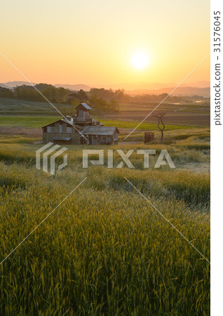 Rye field, Anseong ranch, Anseong-si, Gyeonggi-do 31576045