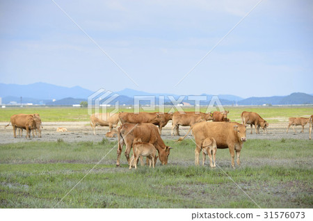 Hanwoo, Wooshin-do, Hwaseong-si, Gyeonggi-do 31576073