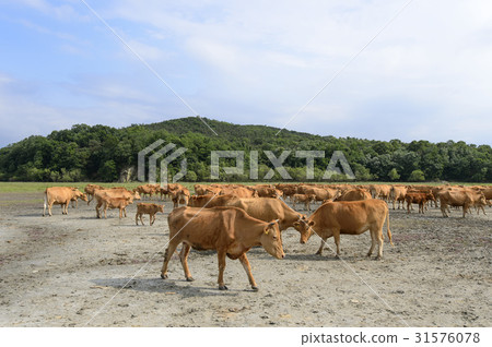 Hanwoo，Wooshin-do，Hwaseong-si，Gyeonggi-do 31576078