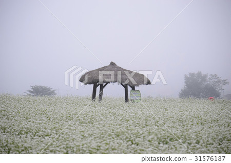 Hut, Buckwheat field, Bongpyeong, Pyeongchang-gun, Gangwon-do 31576187